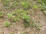 Overtaken by weeds - how do I sheet mulch? Can I use pine needles? another sunny area.JPG